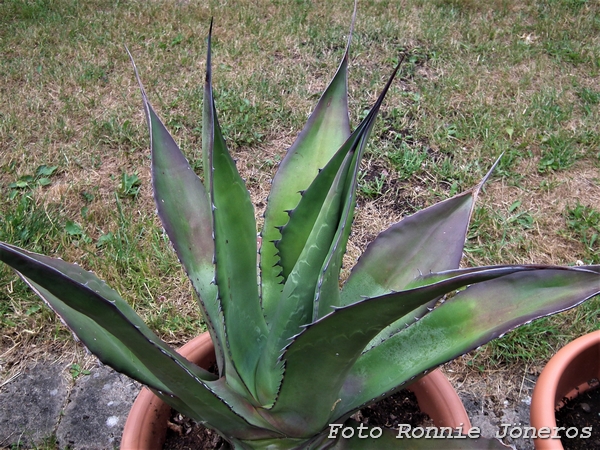 Agave Ferox